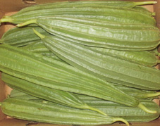 Ridge-Gourd