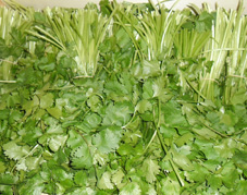 coriander